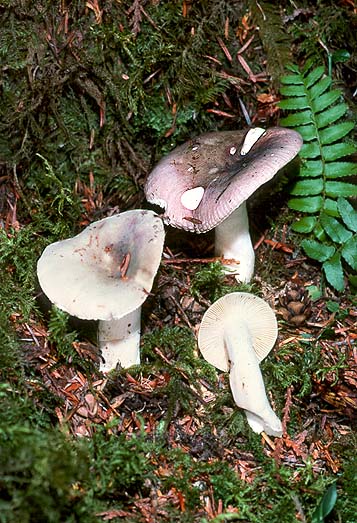 Russula fragilis